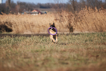 Active games with dog in fresh air in Park. Black and red German shepherd runs around field and holds blue dog toy ring puller in teeth.