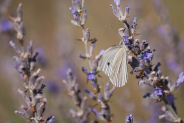 Butinage de lavande pour un papillon
