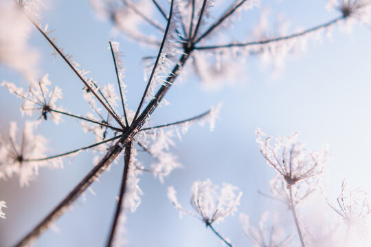 Eishaar Bilder Durchsuchen 994 Archivfotos, und Videos