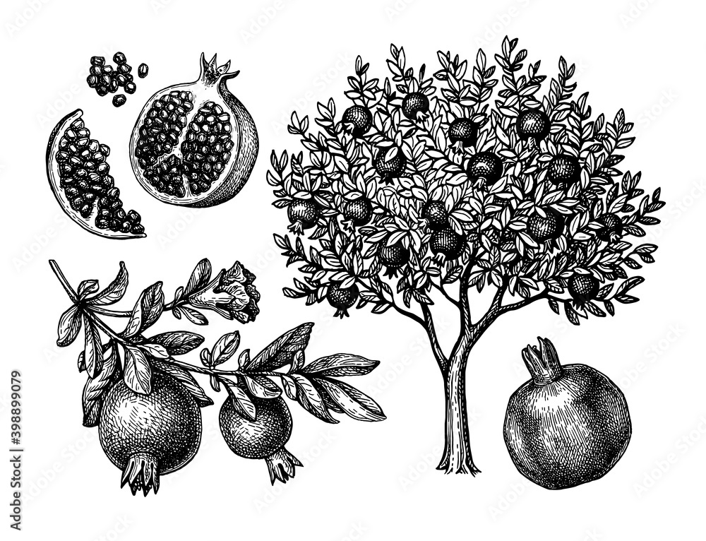 Canvas Prints pomegranate tree ink sketch.
