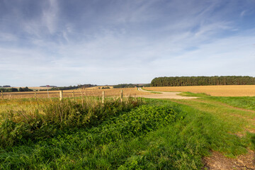 Fototapeta na wymiar Looking across fields with woodland on the horizon