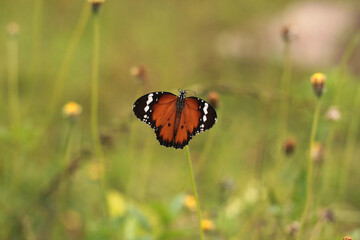 butterfly on a flower