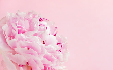 Pink peony flower on pastel background. Valentines day, mothers day, spring card. Close up, copy space, banner