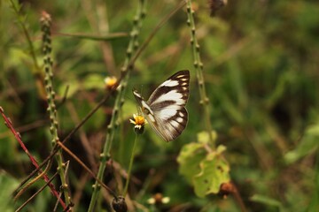 butterfly on the grass