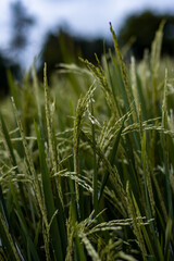 Fresh Rice Plants that are still green in Ubud Village, Bali, Indonesia