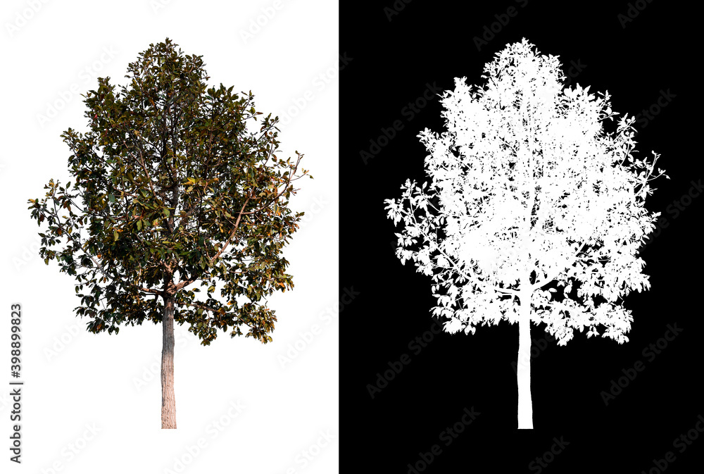 Aufkleber isolated big tree on white background with clipping path