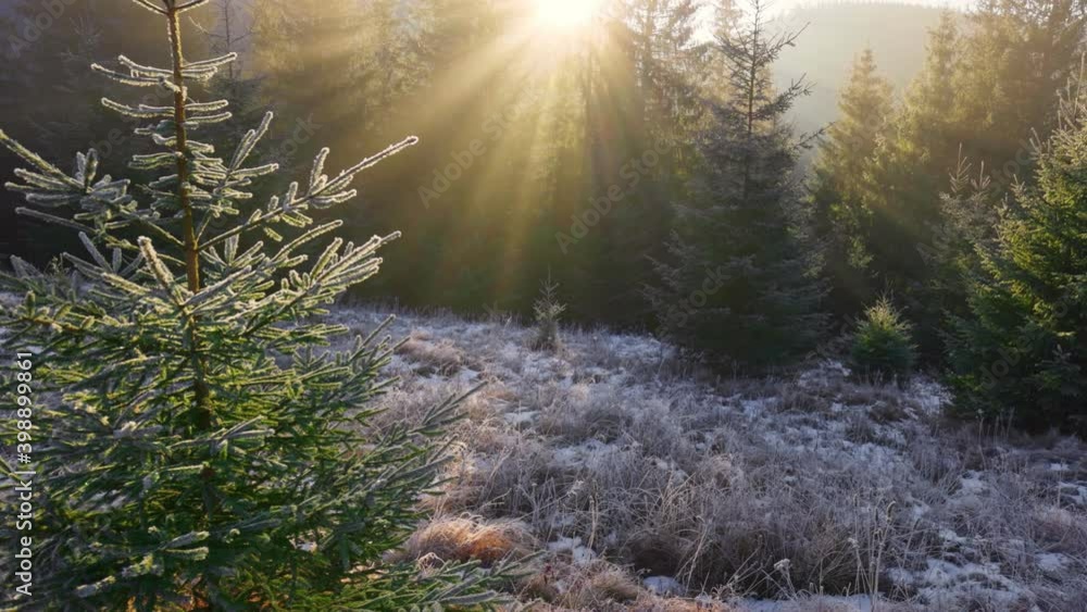 Aufkleber sunny forest early in the morning. sun breaks through the branches of firs, forming beautiful rays i