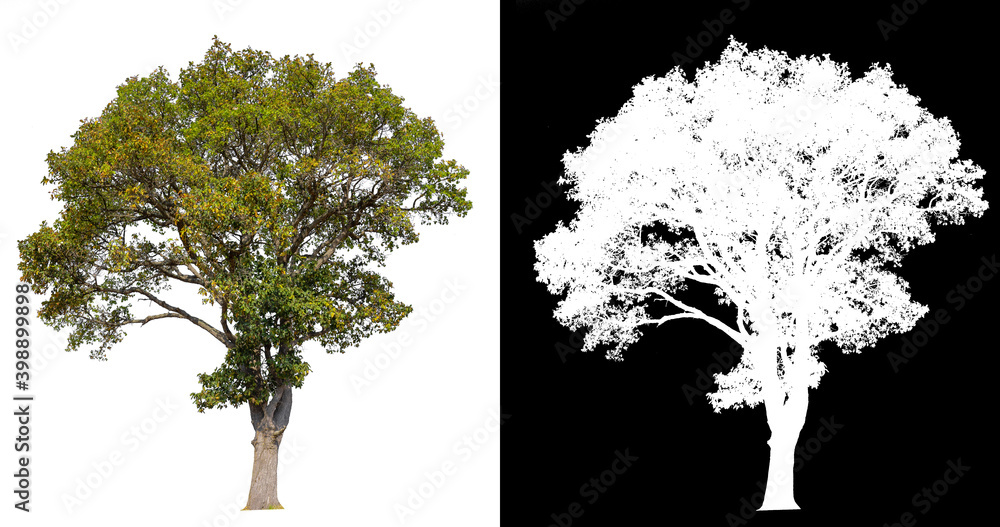 Poster isolated big tree on white background with clipping path