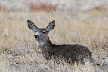 Colorado Wildlife. Wild Deer on the High Plains of Colorado. Mule deer doe resting in dry grass.