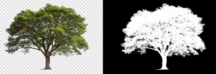 single tree on transparent picture background with clipping path