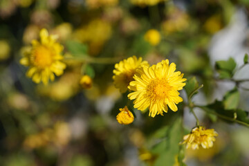 selective focus closeup yellow chrysanthemum indicum, small floer in garden            