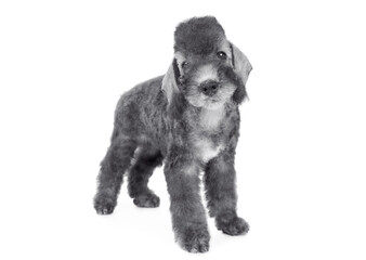 Lovely Bedlington Terrier puppy standing in a classic stance over white