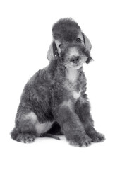 Cute Bedlington Terrier puppy sitting in the studio over white