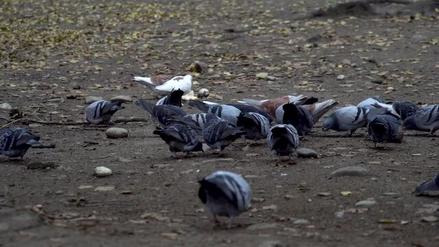 A brown pigeons eats in a city park