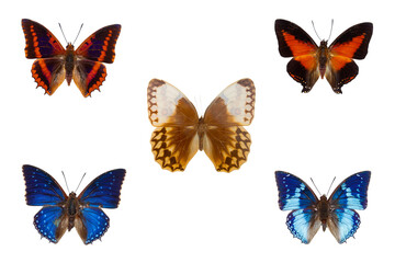 Fototapeta na wymiar Set of five blue and orange tropical butterflies on white