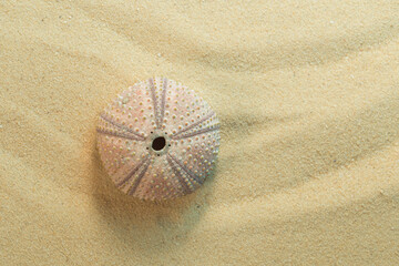 Pink shell of  black sea urchin, arbacia lixula on sand