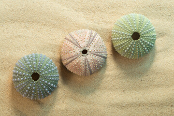 Three green and pink black sea urchin shells, arbacia lixula on sand