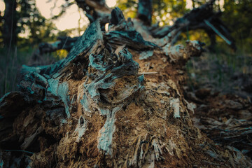 the destroyed roots of a rotten tree on the background of the forest