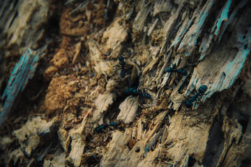 black ants running on rotten tree