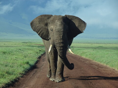 Eliphant walk