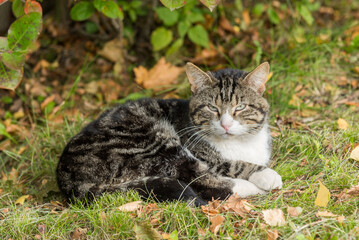 Naklejka na ściany i meble Cat lies under a bush in the rays of bright autumn light