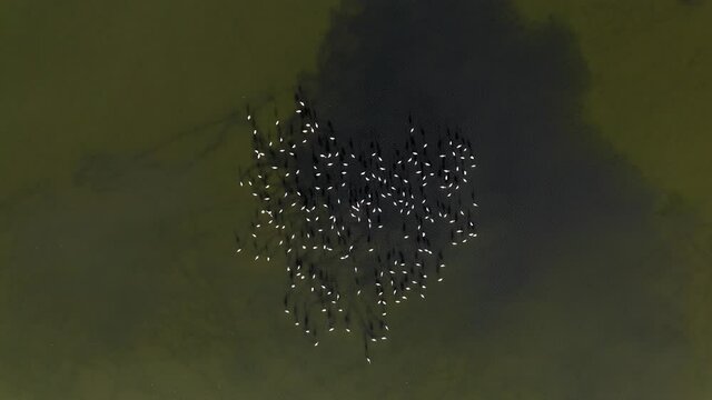Flock of Flamingos resting in a shallow lagoon, Aerial image.
