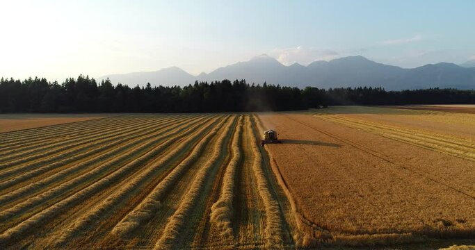 Low flying drone over Slovenia flatland. Harvester machine harvesting ripe golden wheat on field. Combine harvester agriculture machine working on farmland at sunset, leaving lines behind