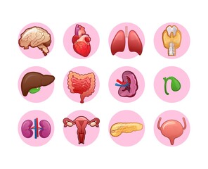 set of icons for human internal organs