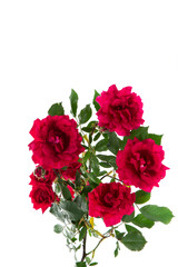 bouquet of beautiful red roses isolated on white