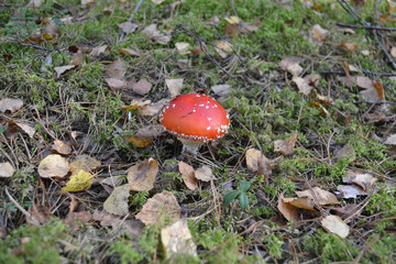 Amanita Muscaria in the Autumn Forest