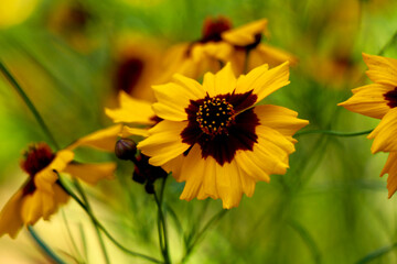 Yellow and brown color butterfly flowers in the home garden