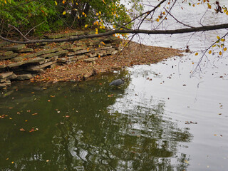 Blue heron standing in water: Great blue heron bird stands near the shore of a lake with tree branches filled with autumn colored leaves