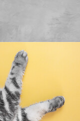 Gray cat paws on a yellow-gray background. Top view, copy space. Pet care concept. Trending colors.