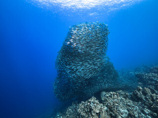 Naklejka na ściany i meble Bait ball, school of fish in turquoise water of coral reef in Caribbean Sea, Curacao with coral and sponge