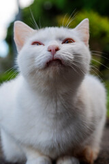 When I went to the temple, there was a friendly cat there.
