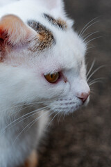 When I went to the temple, there was a friendly cat there.
