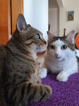 Gatinhos interagindo.