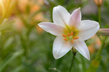 flower of a white lily close-up, on a green natural background. Soft focus, horizontal photo, close-up.