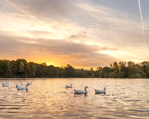 Fototapeta premium Ducks on the lake