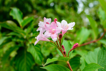 Many light pink flowers of Weigela florida plant with flowers in full bloom in a garden in a sunny spring day, beautiful outdoor floral background photographed with soft focus.