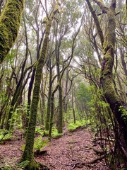Garajonay National Park