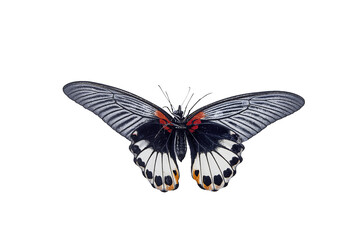 die red exotic butterfly on a white background,isolated