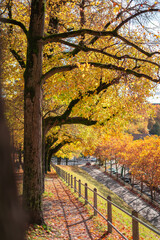 Fototapeta na wymiar gelbe Bäume im Herbst