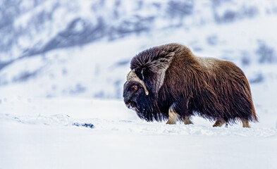 Image of muskox in a winter storm