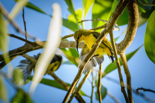 Yellow Humming Bird