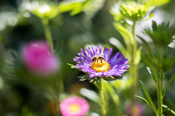 Bee on blooming aster in the own garden, close up in spring