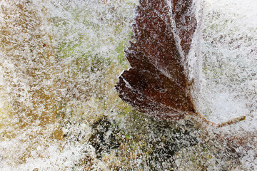 a leaf from a tree froze in water, a leaf in ice
