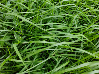 fresh grass