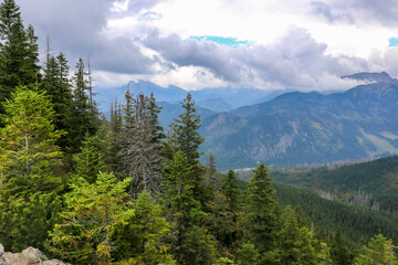 Coniferous forest with pine trees and spruces on Gesia Szyja Mount in Tatra Mountains, with Tatra Mountains in the background, peaks in the clouds, Poland