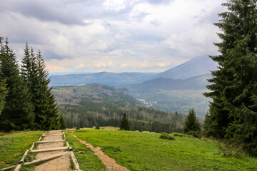 Muddy mountain trail on a glade, with spruces and pine trees around, leading to Rusinowa Polana in Tatra Mountains, Poland. © Cleop6atra